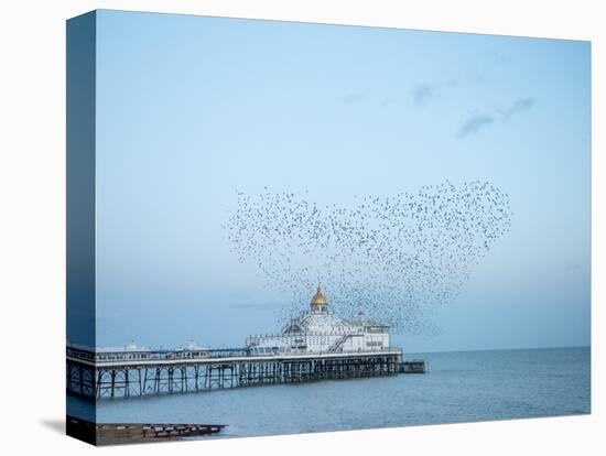 Starling murmuration, The Pier, Eastbourne, East Sussex, England, United Kingdom, Europe-Jean Brooks-Stretched Canvas