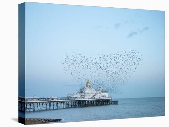 Starling murmuration, The Pier, Eastbourne, East Sussex, England, United Kingdom, Europe-Jean Brooks-Stretched Canvas