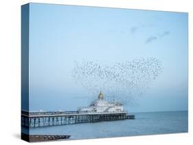 Starling murmuration, The Pier, Eastbourne, East Sussex, England, United Kingdom, Europe-Jean Brooks-Stretched Canvas