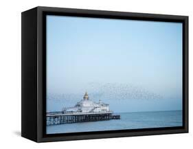 Starling murmuration, The Pier, Eastbourne, East Sussex, England, United Kingdom, Europe-Jean Brooks-Framed Stretched Canvas