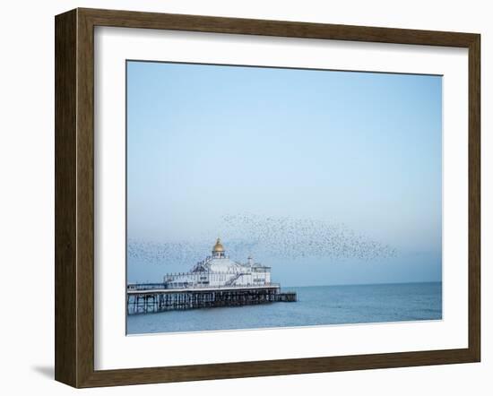 Starling murmuration, The Pier, Eastbourne, East Sussex, England, United Kingdom, Europe-Jean Brooks-Framed Photographic Print