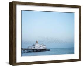 Starling murmuration, The Pier, Eastbourne, East Sussex, England, United Kingdom, Europe-Jean Brooks-Framed Photographic Print