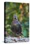 Starling;-Gary Carter-Stretched Canvas