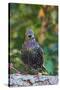 Starling;-Gary Carter-Stretched Canvas