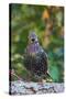 Starling;-Gary Carter-Stretched Canvas