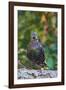 Starling;-Gary Carter-Framed Photographic Print