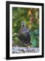 Starling;-Gary Carter-Framed Photographic Print
