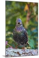 Starling;-Gary Carter-Mounted Photographic Print