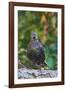 Starling;-Gary Carter-Framed Photographic Print