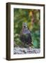 Starling;-Gary Carter-Framed Photographic Print