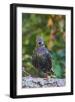 Starling;-Gary Carter-Framed Photographic Print