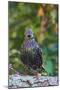 Starling;-Gary Carter-Mounted Photographic Print