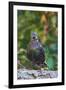 Starling;-Gary Carter-Framed Photographic Print