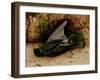 Starling-John Atkinson Grimshaw-Framed Giclee Print