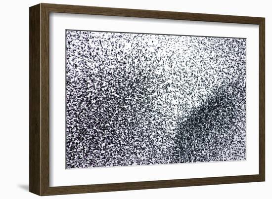 Starlings a Concentrated Section of a Large Flock-null-Framed Photographic Print