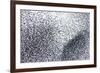 Starlings a Concentrated Section of a Large Flock-null-Framed Photographic Print