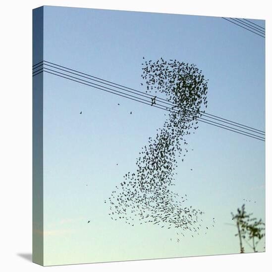 Starlings a Murmuration in the Shape of Number-null-Stretched Canvas