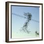 Starlings a Murmuration in the Shape of Number-null-Framed Photographic Print