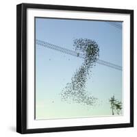 Starlings a Murmuration in the Shape of Number-null-Framed Photographic Print