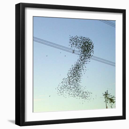 Starlings a Murmuration in the Shape of Number-null-Framed Photographic Print