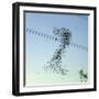 Starlings a Murmuration in the Shape of Number-null-Framed Photographic Print