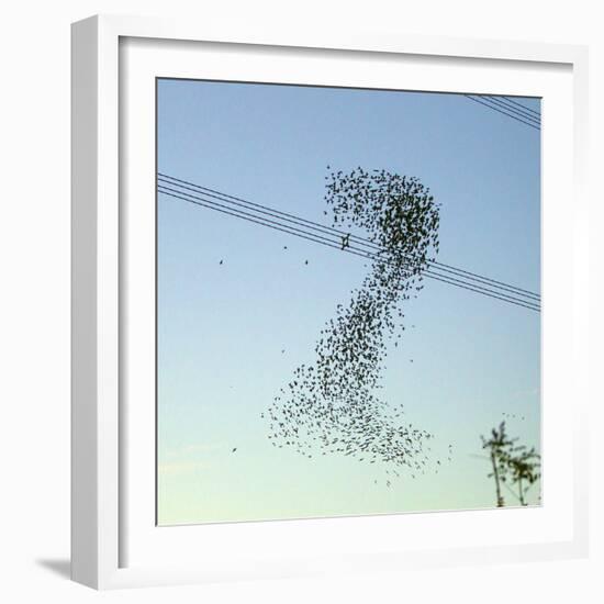 Starlings a Murmuration in the Shape of Number-null-Framed Photographic Print
