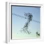 Starlings a Murmuration in the Shape of Number-null-Framed Photographic Print