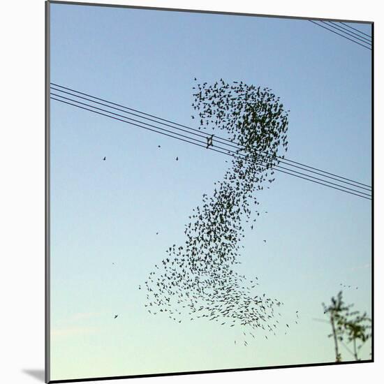 Starlings a Murmuration in the Shape of Number-null-Mounted Photographic Print