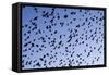 Starlings Close Up of a Mass of Birds in Flight-null-Framed Stretched Canvas