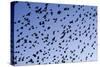 Starlings Close Up of a Mass of Birds in Flight-null-Stretched Canvas