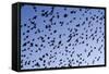 Starlings Close Up of a Mass of Birds in Flight-null-Framed Stretched Canvas