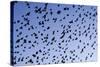 Starlings Close Up of a Mass of Birds in Flight-null-Stretched Canvas