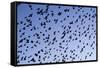 Starlings Close Up of a Mass of Birds in Flight-null-Framed Stretched Canvas