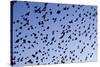 Starlings Close Up of a Mass of Birds in Flight-null-Stretched Canvas