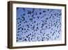 Starlings Close Up of a Mass of Birds in Flight-null-Framed Photographic Print