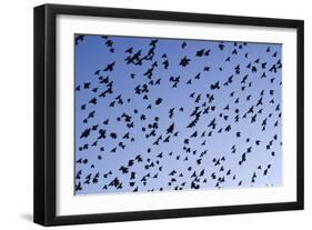 Starlings Close Up of a Mass of Birds in Flight-null-Framed Photographic Print