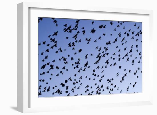 Starlings Close Up of a Mass of Birds in Flight-null-Framed Photographic Print