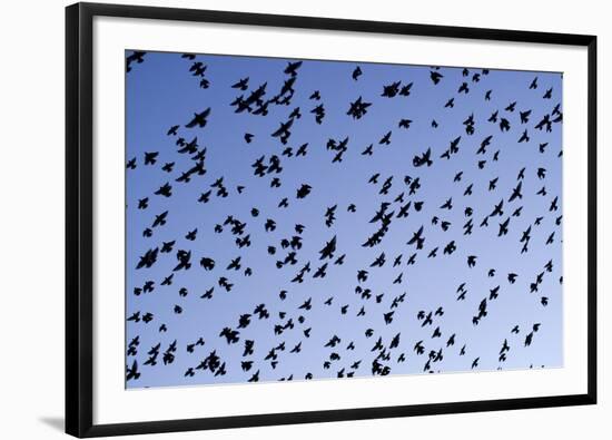 Starlings Close Up of a Mass of Birds in Flight-null-Framed Photographic Print