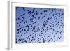 Starlings Close Up of a Mass of Birds in Flight-null-Framed Photographic Print