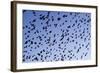 Starlings Close Up of a Mass of Birds in Flight-null-Framed Photographic Print