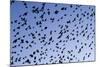 Starlings Close Up of a Mass of Birds in Flight-null-Mounted Photographic Print