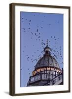 Starlings Coming in to Roost in a Victorian Camera-null-Framed Photographic Print