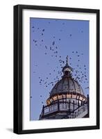 Starlings Coming in to Roost in a Victorian Camera-null-Framed Photographic Print