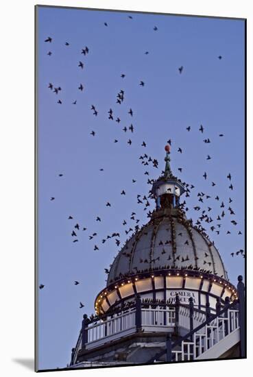 Starlings Coming in to Roost in a Victorian Camera-null-Mounted Photographic Print