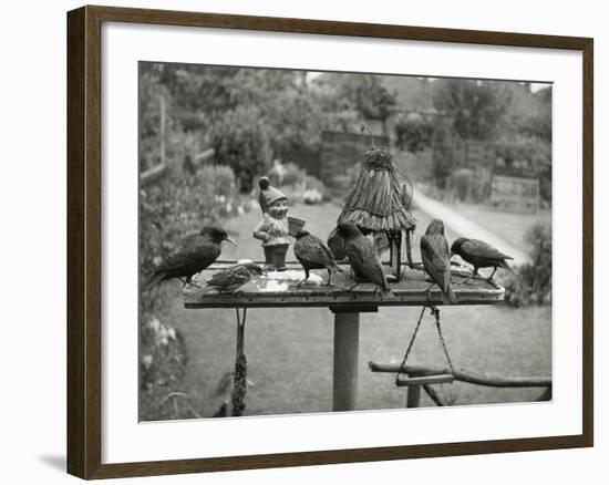 Starlings Feeding-null-Framed Photographic Print