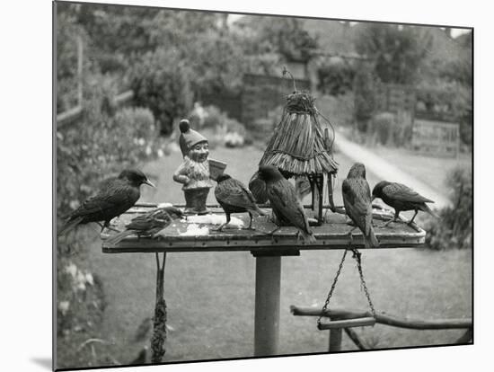 Starlings Feeding-null-Mounted Photographic Print