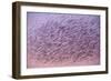 Starlings Flock Flying at Sunset Showing Movement-null-Framed Photographic Print