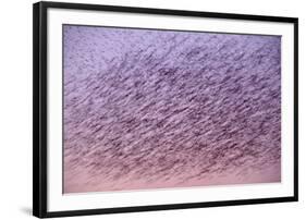 Starlings Flock Flying at Sunset Showing Movement-null-Framed Photographic Print