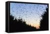 Starlings Going to Roost-null-Framed Stretched Canvas