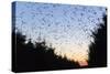 Starlings Going to Roost-null-Stretched Canvas
